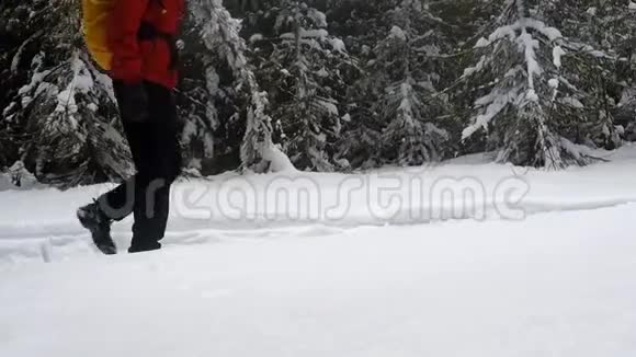 人在冬林中行走视频的预览图