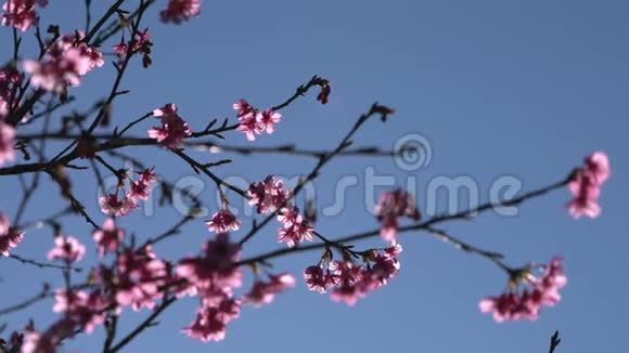樱花树蓝天视频的预览图
