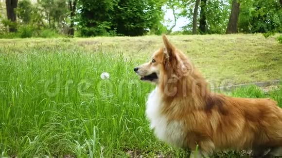 美丽的毛茸茸的科吉狗坐在公园的草地上视频的预览图