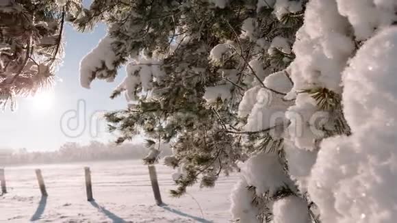 摄像机从右向左移动拍摄一幅有树枝和田野的冬季景观视频的预览图