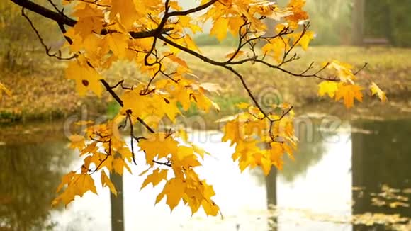 秋天的森林水视频的预览图