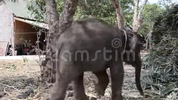 泰国婴儿大象吃食物视频的预览图