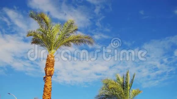棕榈树对抗蓝天夏季背景视频的预览图