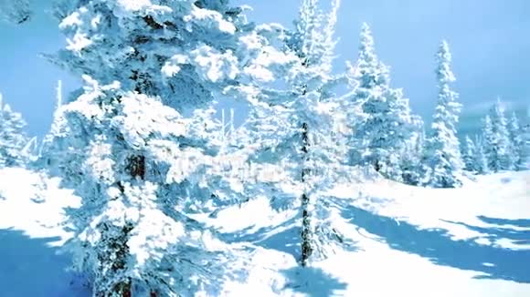 冬天的树木在山上覆盖着新鲜的雪缓慢地运动1920x1080视频的预览图