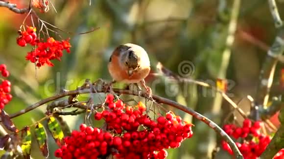 在冬季羽毛中觅食浆果的鸣禽鸣禽视频的预览图