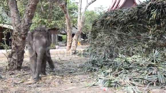 泰国婴儿大象吃食物视频的预览图