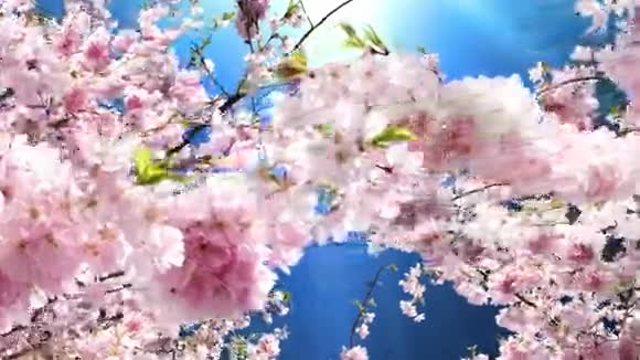 开花的樱桃视频的预览图