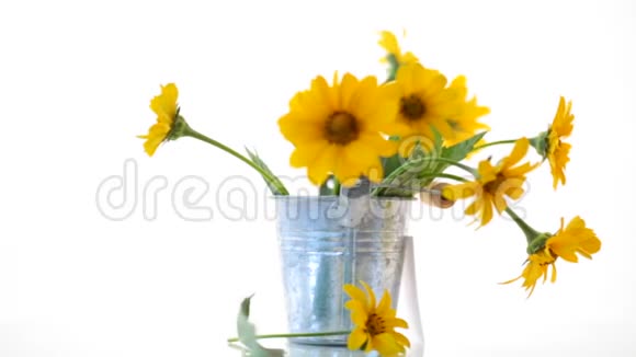 美丽的盛开的黄色雏菊被隔离在白色上视频的预览图