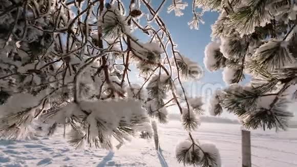 摄像机从左到右移动拍摄一幅有树枝和田野的冬季景观视频的预览图