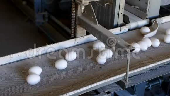 生产的鸡蛋家禽鸡蛋经过输送机进一步分拣特写视频的预览图
