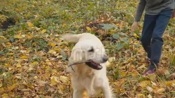 狗种黄金猎犬视频的预览图