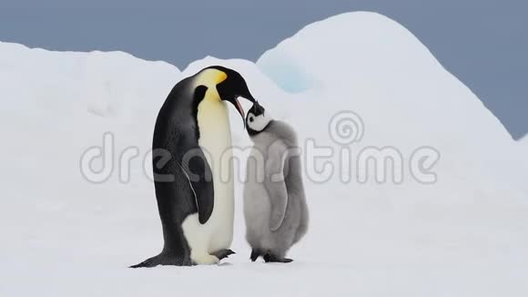 企鹅皇帝和小鸡在南极洲视频的预览图