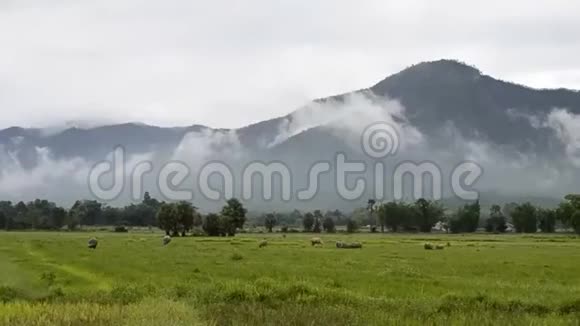亚洲野牛在农村和大山背景视频的预览图