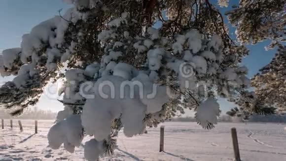 摄像机从右向左移动拍摄一幅有树枝和田野的冬季景观视频的预览图