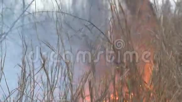 在稀树草原上生火视频的预览图