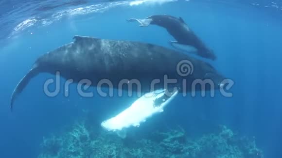 驼背鲸鱼在加勒比海游泳视频的预览图