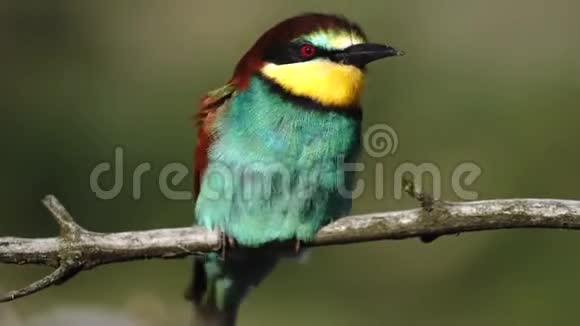 美丽的彩色鸟坐在树枝上视频的预览图