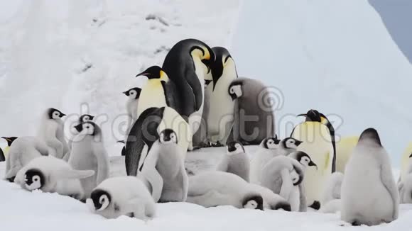 帝企鹅在南极洲有小鸡视频的预览图