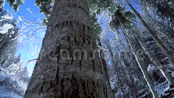 冬天的雪树视频的预览图
