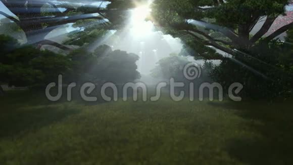 神奇的森林阳光透过树木闪闪发光视频的预览图