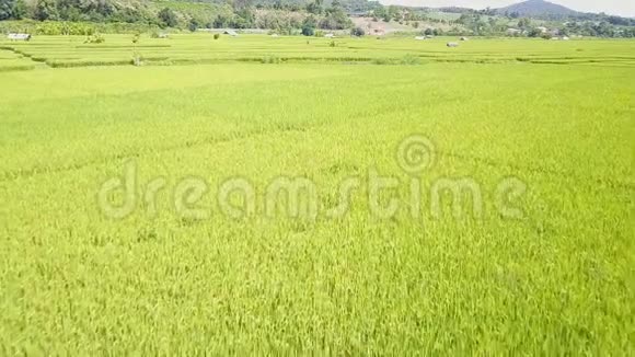 泰国农村的稻田视频的预览图