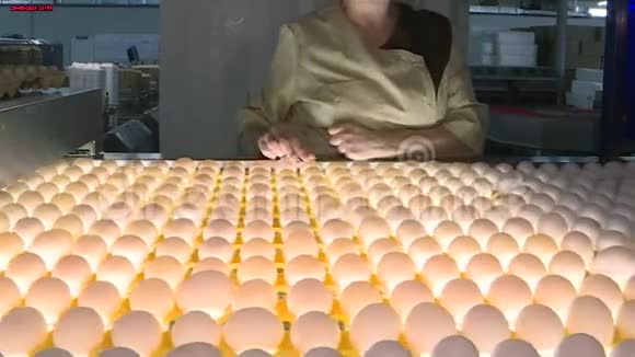 家禽养殖场的鸡卵农业工业视频的预览图