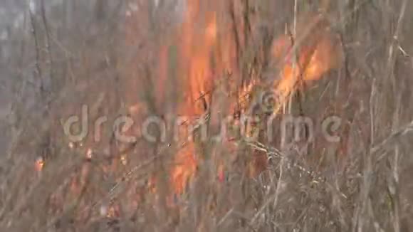 在稀树草原上生火视频的预览图