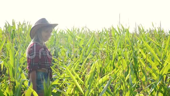 智慧农业慢动作视频概念玉米生活领域的农妇手握平板电脑视频的预览图