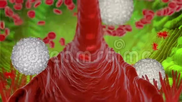 人类有机体的内部视图血细胞动画3d渲染4K段视频的预览图