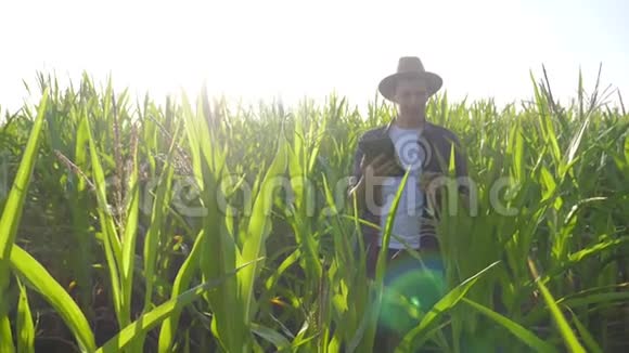 智慧农业慢动作视频概念男子农艺师在生活方式中持有平板电脑触摸电脑玉米地是视频的预览图