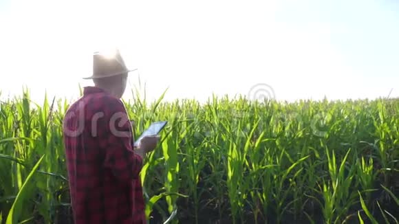 智慧农耕概念慢动作视频农学家在玉米地里拿着平板电脑生活方式是视频的预览图