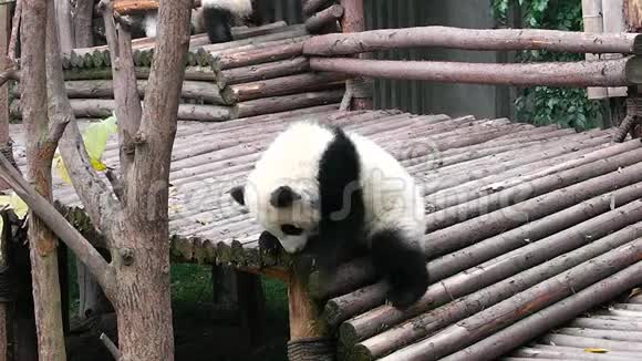 大熊猫宝宝视频的预览图