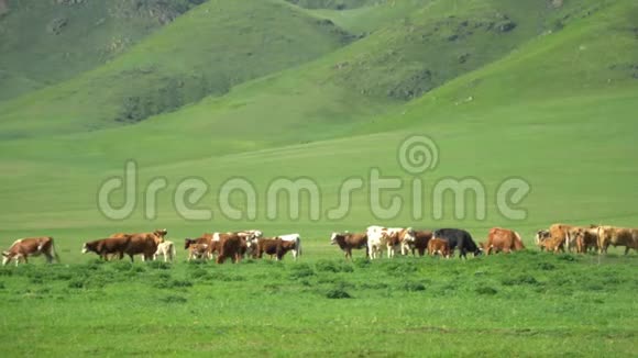 母牛走在绿草上山地景观视频的预览图