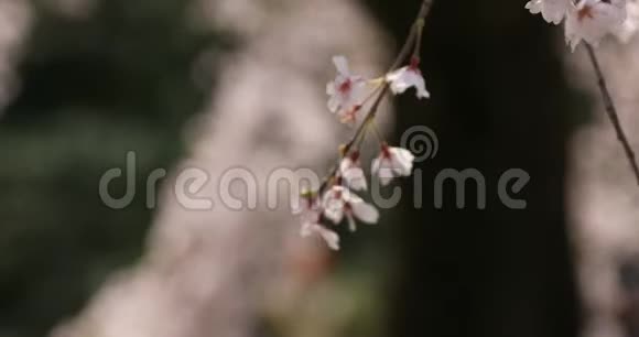 东京KowishikawaKourakuen公园樱花手提式特写视频的预览图