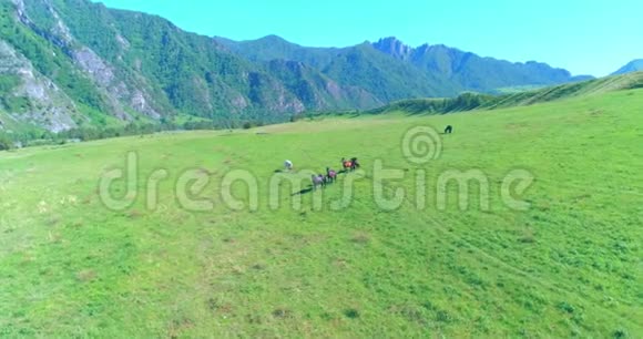 在草地上飞过野马群春山野自然自由生态概念视频的预览图