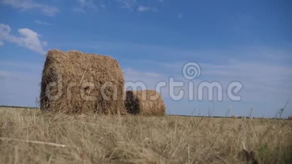 农业养殖概念慢动作视频生活方式干草堆在美丽的蓝天下的麦田里视频的预览图