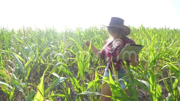 智慧农业慢动作视频概念生活方式女孩农艺师在玉米地里拿着平板电脑触摸板电脑视频的预览图