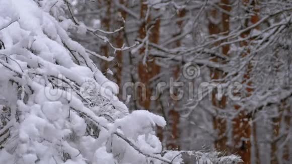 冬天的松林有白雪覆盖的树枝圣诞树慢动作视频的预览图