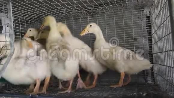 农场里笼子里的小鸭子视频的预览图