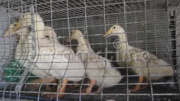 农场里笼子里的小鸭子视频的预览图
