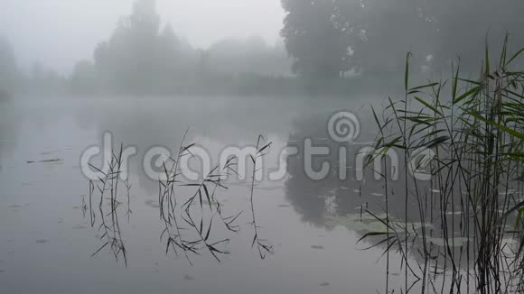 夏天日出时森林湖上的雾视频的预览图