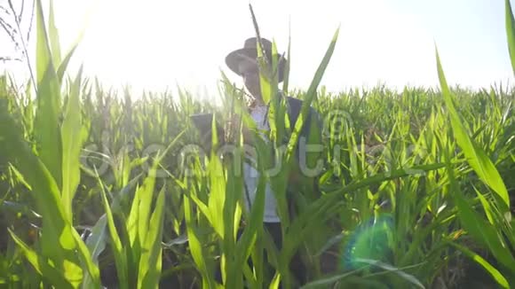 智慧农耕生活方式慢动作视频概念男子农艺师在玉米地里拿着平板电脑视频的预览图