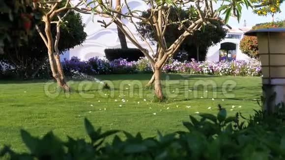 草地上的自动草坪洒水装置视频的预览图