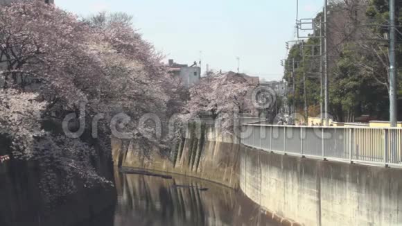 东京白天雪瑞在河边开花视频的预览图
