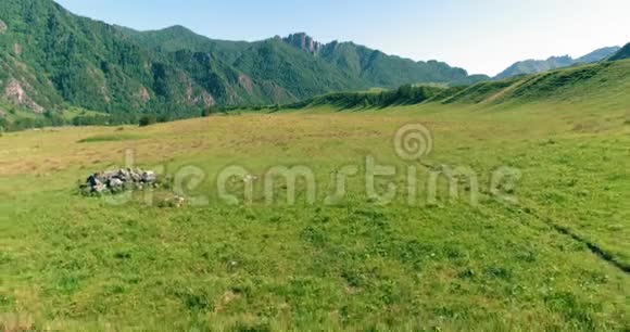 在草地上飞过野马群春山野自然自由生态概念视频的预览图