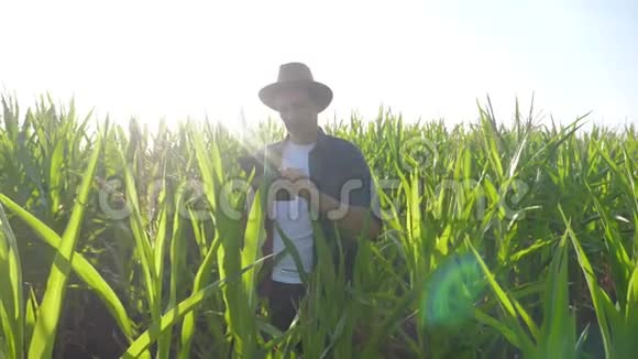 智慧农业慢动作视频概念男子农艺师持有平板生活方式触摸电脑在玉米地是视频的预览图