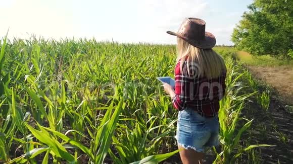 生活方式智能养殖慢动作视频概念女孩农学家在玉米地里拿着平板电脑触摸板电脑视频的预览图