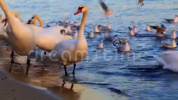 蓝色大海中的天鹅和海鸥视频的预览图