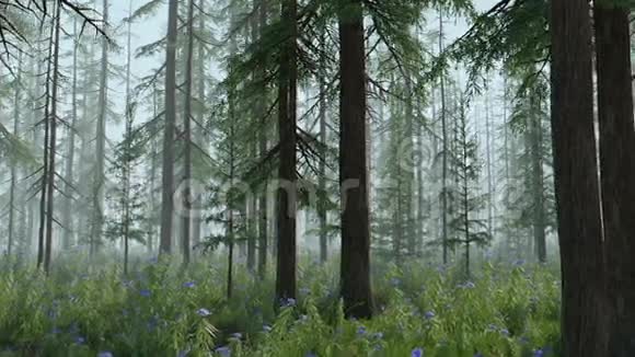 魔法森林雾状版本视频的预览图