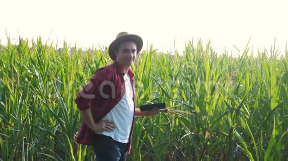 智慧农业概念男子慢动作视频农学家在玉米地里拿着平板电脑正在研究视频的预览图